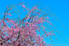 春爛漫