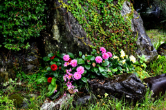 石庭の花