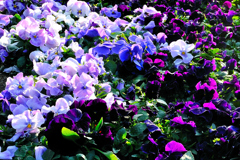 紫色の花たち