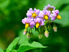 何の花？