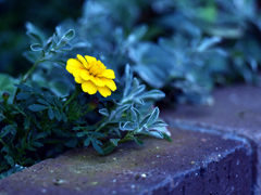 一人でも頑張る