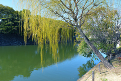 お堀の柳 しなやかに #2