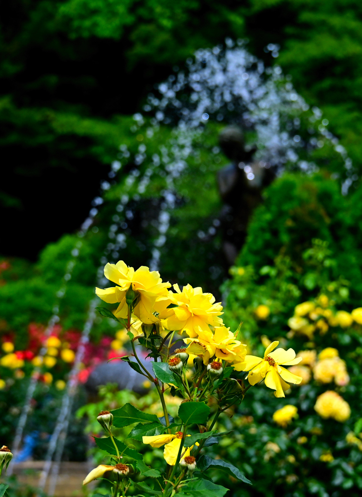初夏の公園