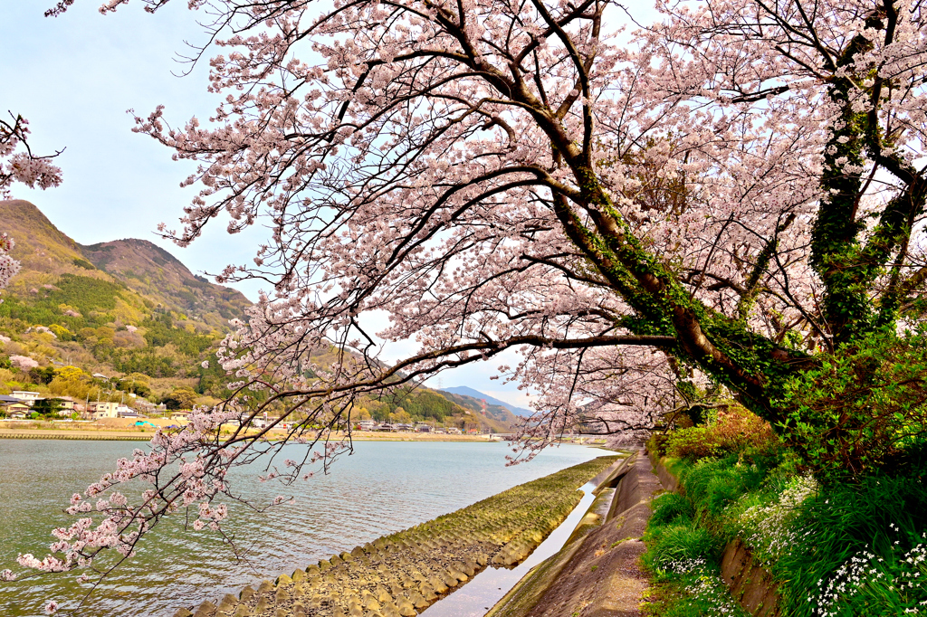 桜のトンネル