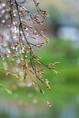 雨に打たれて