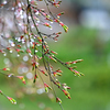 雨に打たれて