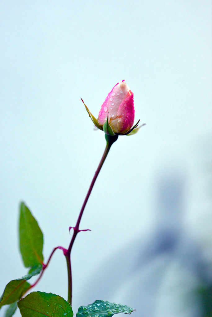 一輪の冬薔薇
