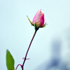 一輪の冬薔薇