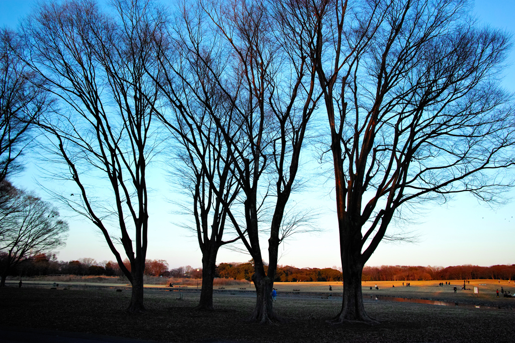 冬の公園