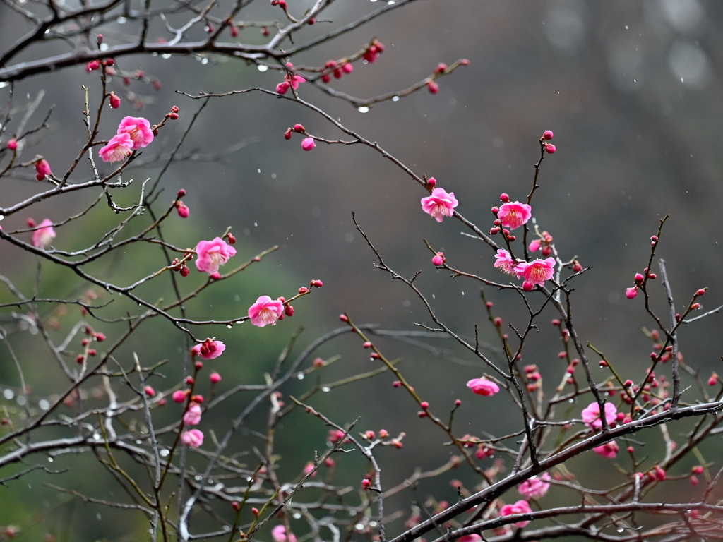 冷たい雨