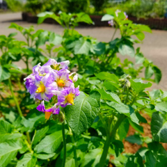 きれいな花・・これはジャガイモ