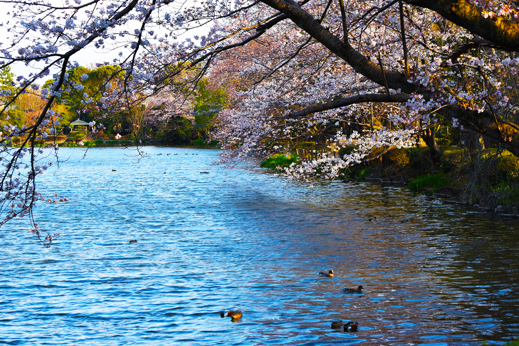 じゅんさい池の春