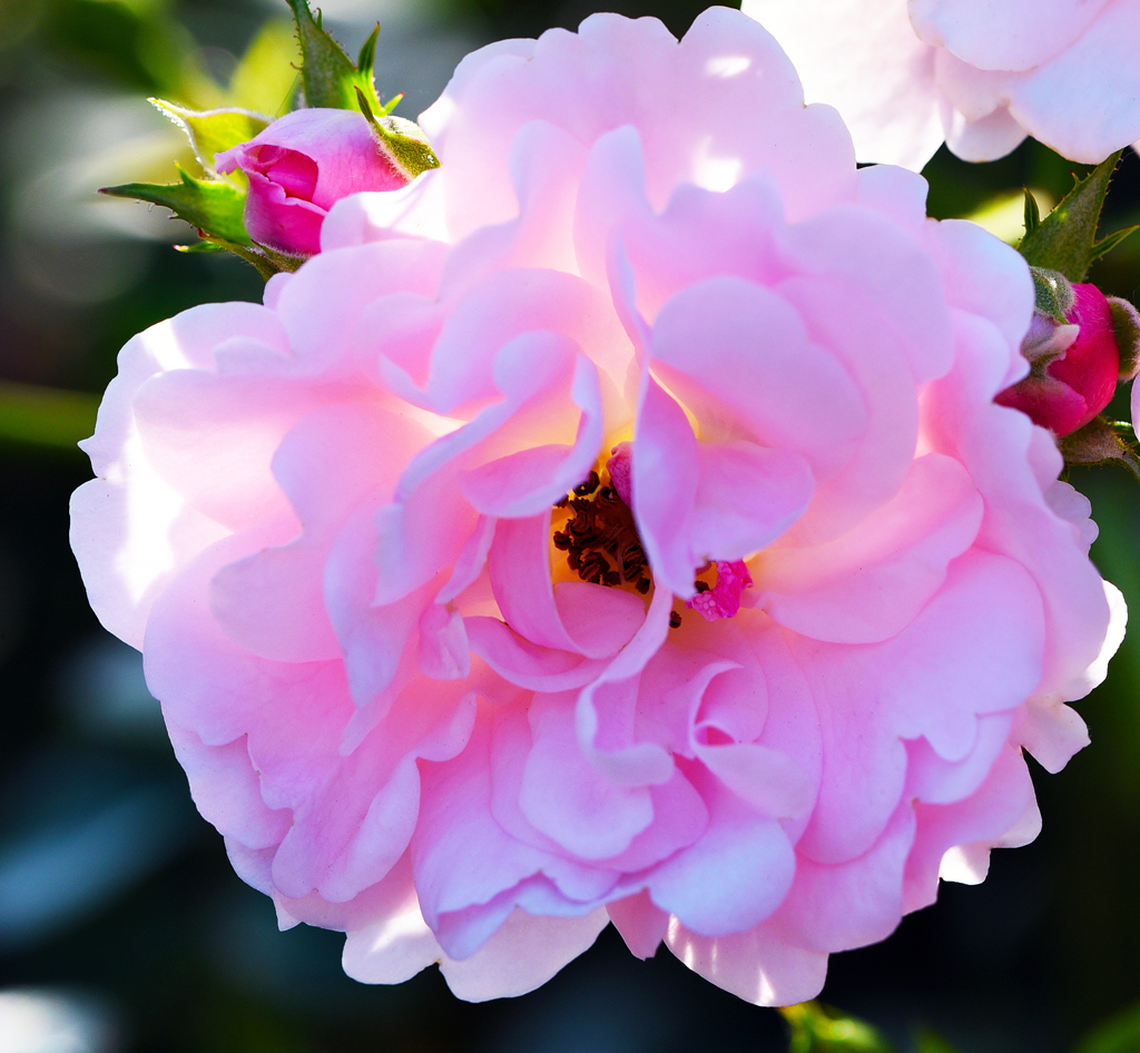 ピンクの薔薇
