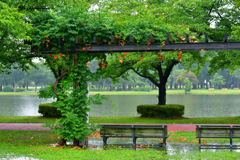 雨の静かな公園