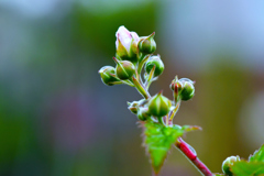 Rosebud