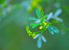 畑の小さな花