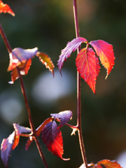 ベリーの紅葉