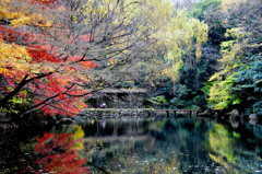 秋の三四郎池