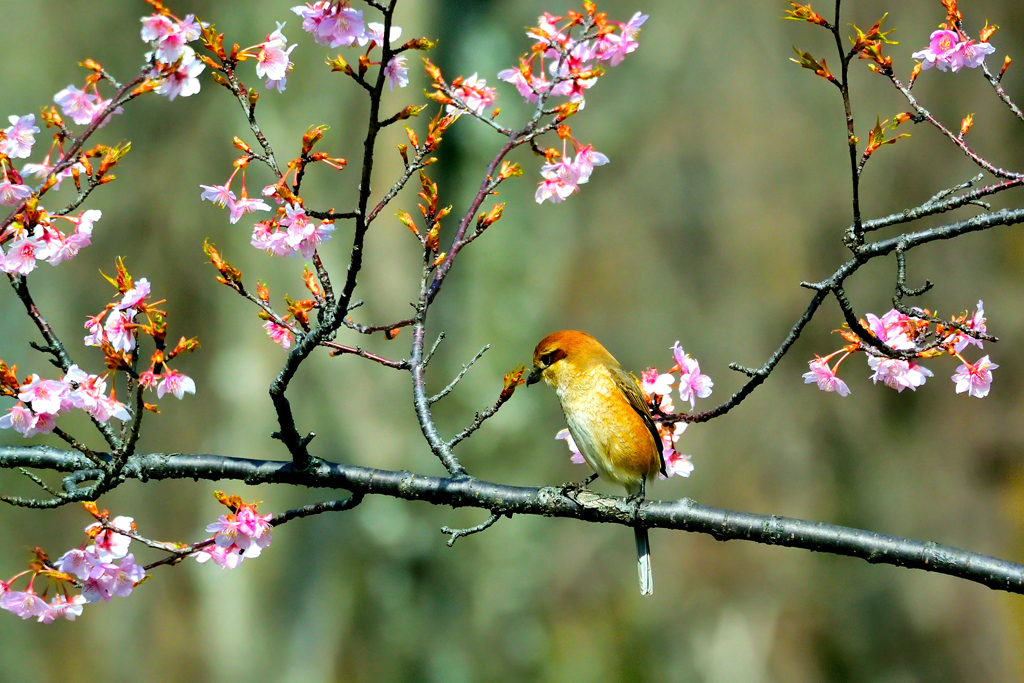 モズ、花を愛でる