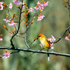 モズ、花を愛でる