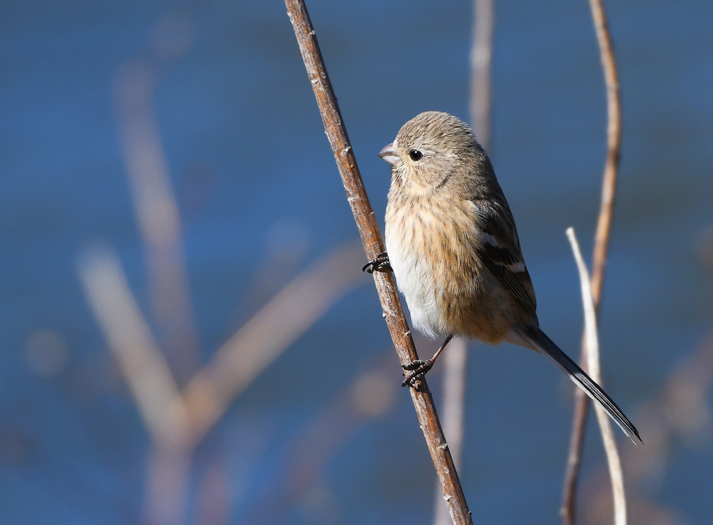 ベニマシコ ♀