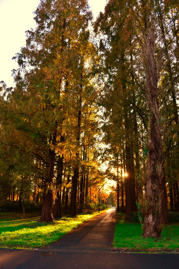メタセコイア並木の夕暮れ