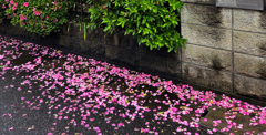 濡れた花びら