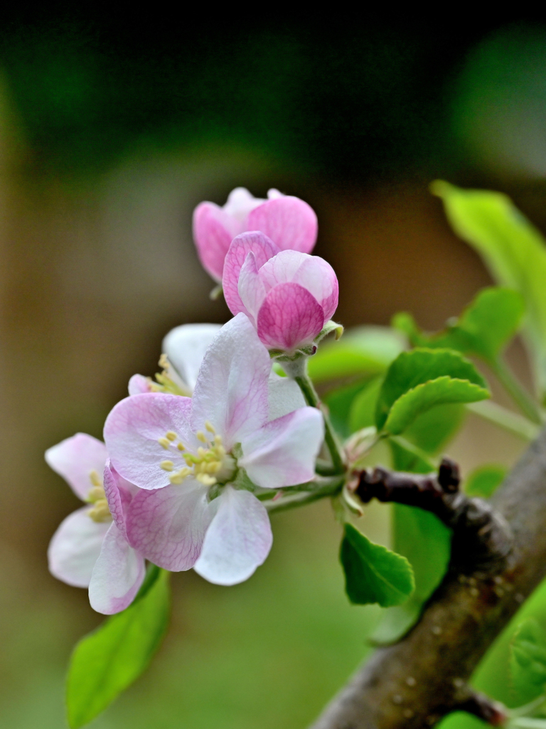 リンゴの花