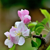 リンゴの花