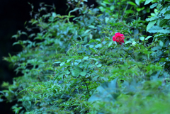 紅一点