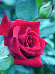 Rose " Veterans' honor "