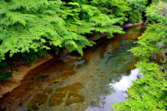 那須の清流