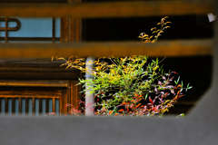 よその家の綺麗な彩