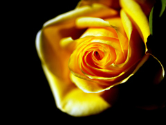 冬薔薇