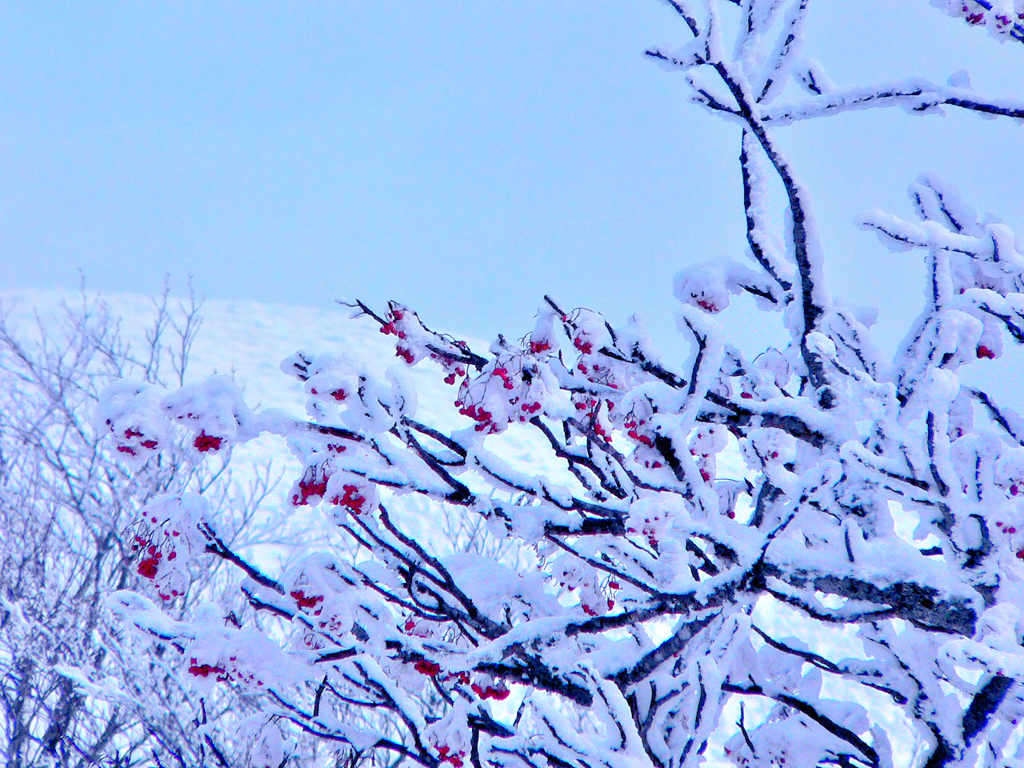 Red & White
