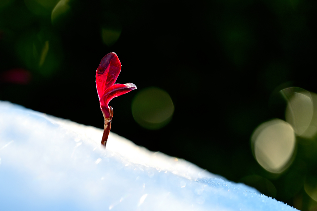 雪の上に立つ紅葉