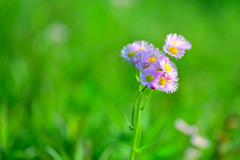 春の野花