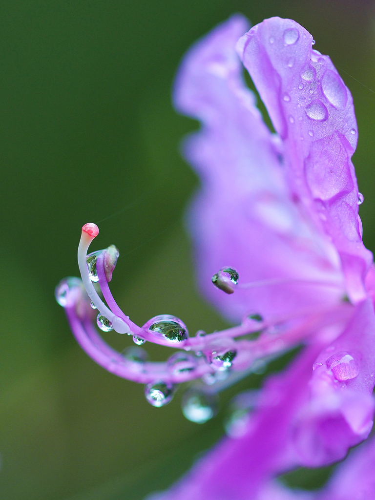 雨上がりのアザレア