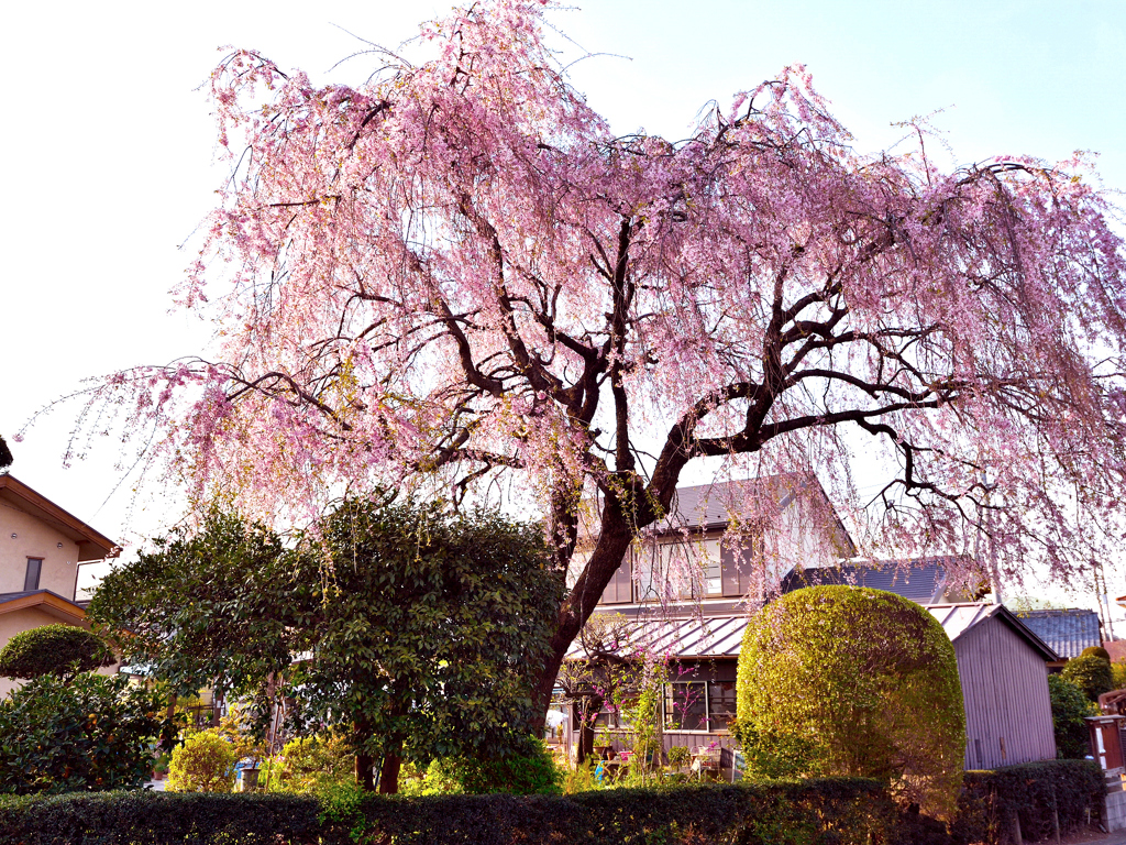 しだれ桜・・今年もまた(^.^)