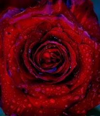 暴風雨に耐えた深紅のバラ