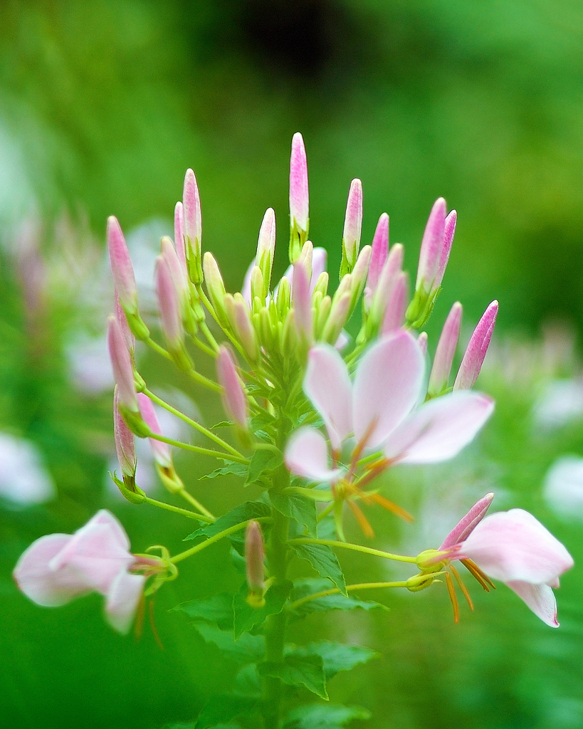 Cleome
