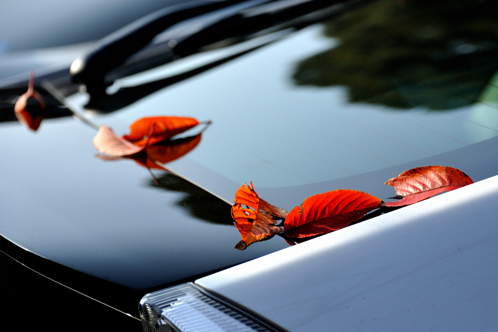 車の上の秋