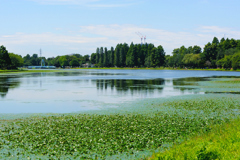 夏の公園