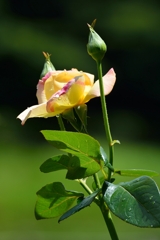 静かに咲く薔薇