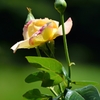 静かに咲く薔薇