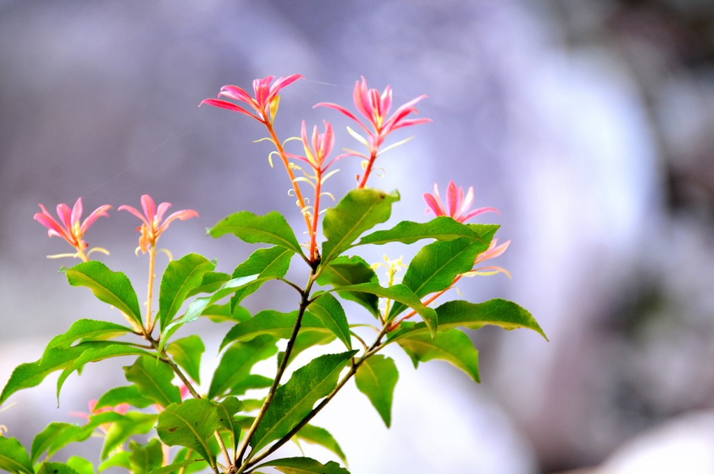 芽吹き