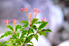 芽吹き