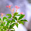 芽吹き