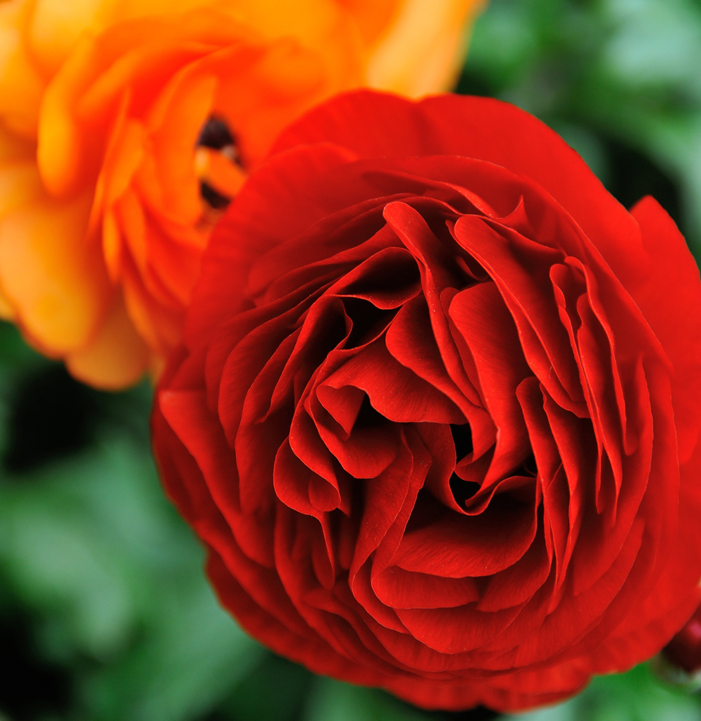 A rose in April