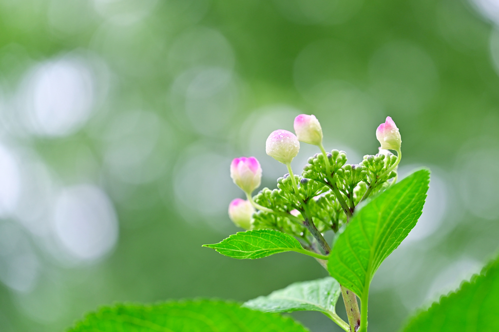 紫陽花の季節